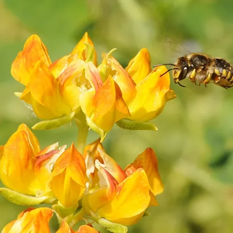 Female wool carder bee (Anthidium manicatum) heads for lupine at the Harry H. Laidlaw Jr. Honey Bee Research Facility at UC Davis. (Photo by Kathy Keatley Garvey)