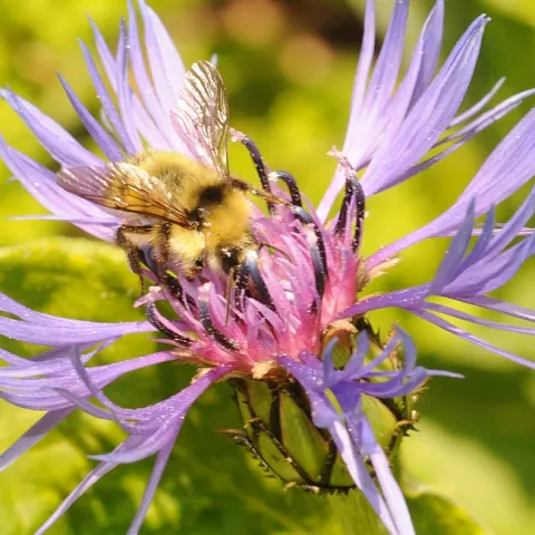 Male bumble bee (Bombus flavifrons) nectaring perennial cornflower (Centaurea montana). (Photo by Kathy Keatley Garvey)