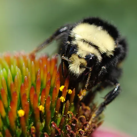 Yellow-faced bumble bee (Bombus vosnesenskii) foraging on a coneflower at UC Davis. (Photo by Kathy Keatley Garvey)