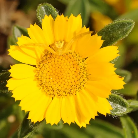 Camouflaged crab spider waits for prey on a gold coin. (Photo by Kathy Keatley Garvey)
