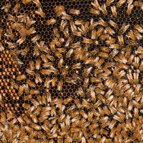 Inside the hive--every bee has a job to do. (Photo by Kathy Keatley Garvey)