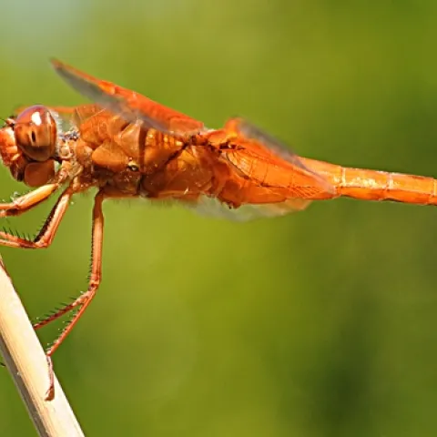 Flame skimmer perched on a bamboo stake. (Photo by Kathy Keatley Garvey)