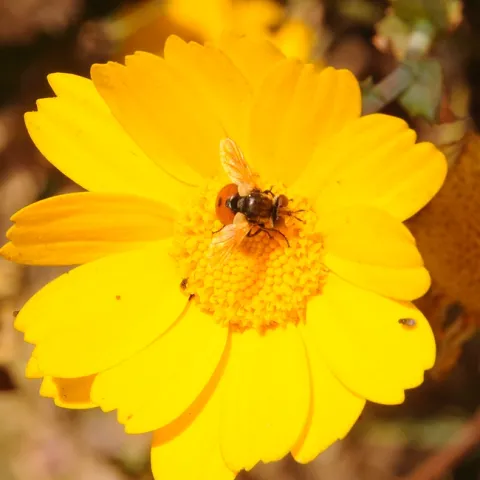 Short fat fly (genus Gymnosoma) on coreopsis at Fort Bragg. (Photo by Kathy Keatley Garvey)