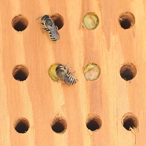 Two leafcutting bees (Megachile spp.) at their bee condo. (Photo by Kathy Keatley Garvey)