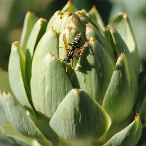 uropean paper wasp hunting for prey on an artichoke. (Photo by Kathy Keatley Garvey)