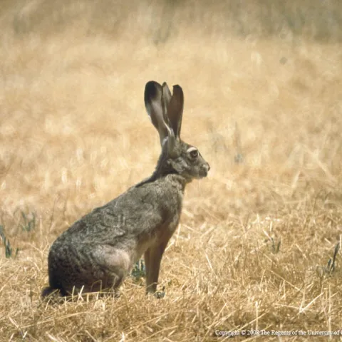 Jackrabbit