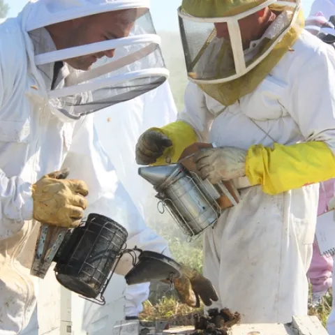 Beekeeper John Miller (right, with yellow gloves and smoker) tending his hives. Copyrighted photo, 2010, by Melody Owen, used with permission.