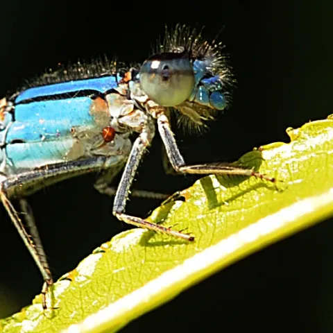 Blue damselfy resting on nectarine leaf. (Photo by Kathy Keatley Garvey)