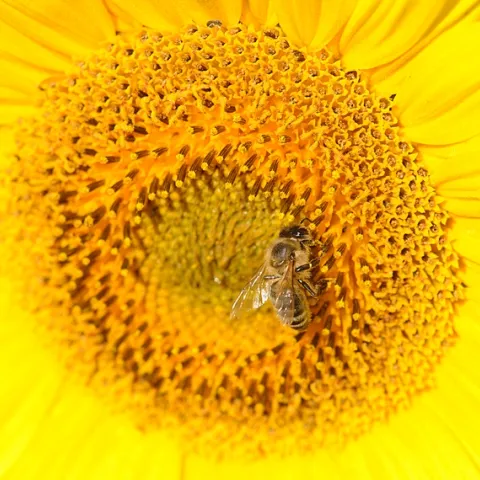Honey bee foraging on sunflower in a field off Pedrick Road, Dixon. (Photo by Kathy Keatley Garvey)