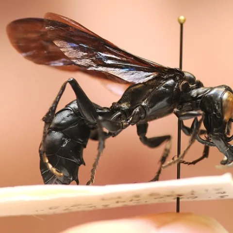 Close-up of a new wasp species discovered by UC Davis entomologist Lynn Kimsey. (Photo by Kathy Keatley Garvey)