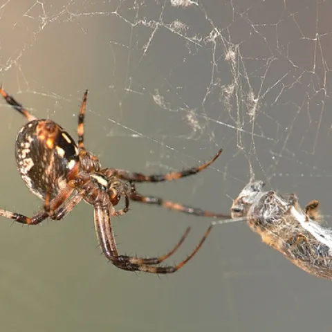 Spider crawls toward its prey, a honey bee. (Photo by Kathy Keatley Garvey)