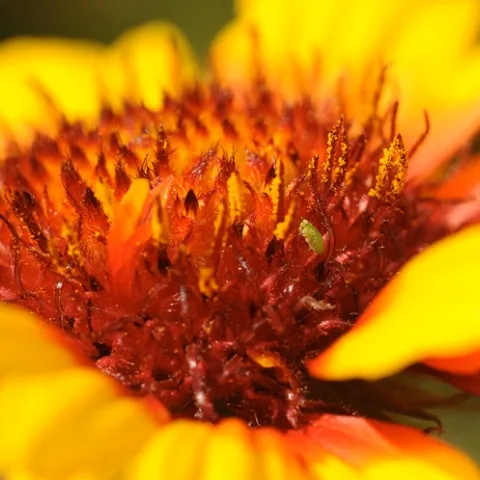 Green aphid on Gaillardia. (Photo by Kathy Keatley Garvey)