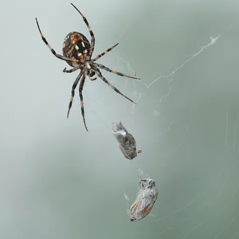 Mama spider snares two in one web. (Photo by Kathy Keatley Garvey)