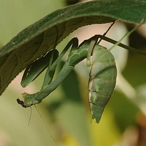 Praying mantis exploring its surroundings at the Harry H. Laidlaw Jr. Honey Bee Research Facility at UC Davis. (Photo by Kathy Keatley Garvey)