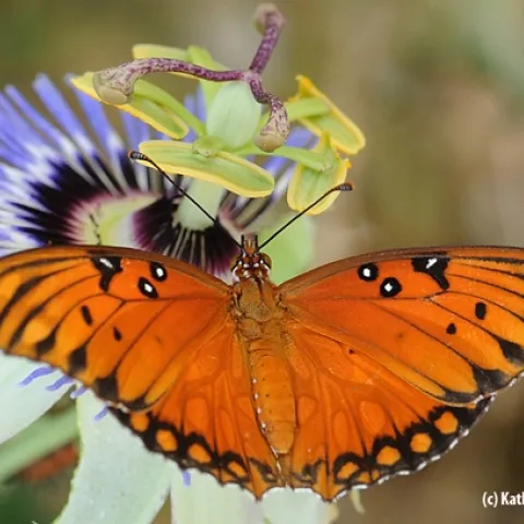 Gulf Fritillary butterfly on passion flower. (Photo by Kathy Keatley Garvey)
