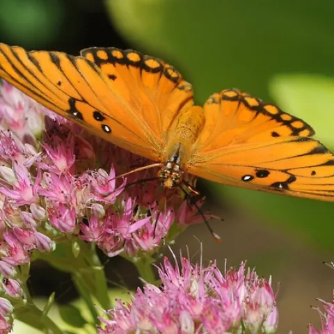 Close-up Gulf Fritillary on sedum. (Photo by Kathy Keatley Garvey)