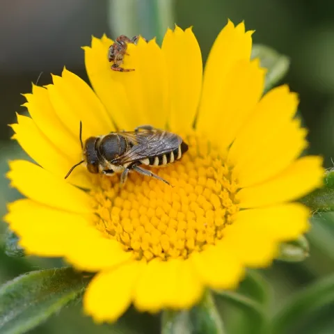 Leafcutter bee forages on a gold coin flower, unaware that a jumping spider lurks. (Photo by Kathy Keatley Garvey)