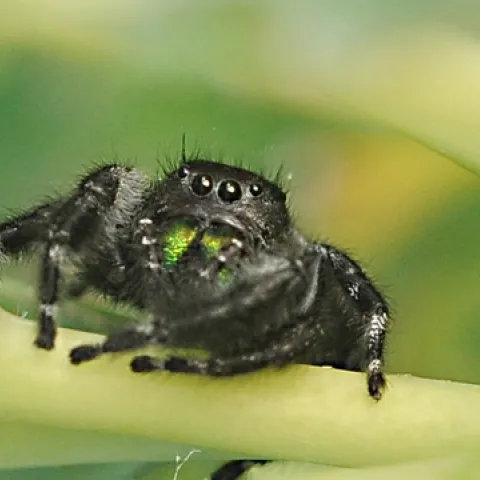 Metallic green chelicerae glowing on the daring jumping spider. (Photo by Kathy Keatley Garvey)