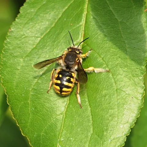 Wool carder bee sunning itself on a plum leaf. (Photo by Kathy Keatley Garvey)