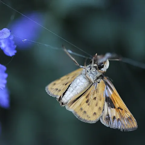 Fiery skipper struggles to free itself in a spider web. (Photo by Kathy Keatley Garvey)
