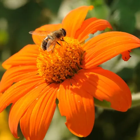Drone fly visiting the Mexican sunflower. (Photo by Kathy Keatley Garvey)