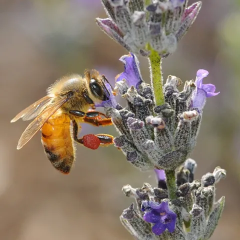 Honey bee, packing red pollen from a nearby rock purslane, nectaring lavender. (Photo by Kathy Keatley Garvey)
