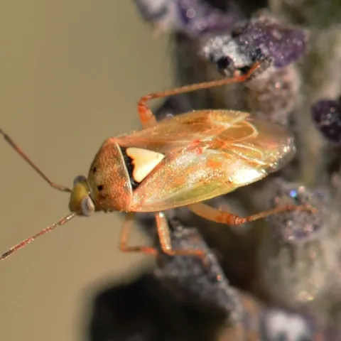 Lygus bug (Lygus hesperus) is a major agricultural pest. (Photo by Kathy Keatley Garvey)