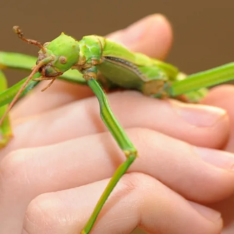 Visitors to the Bohart Museum can hold a walking stick. (Photo by Kathy Keatley Garvey)
