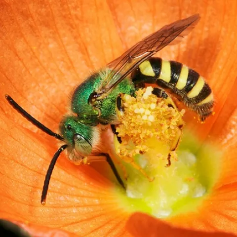 This is one of Rollin Coville's stunning photos of a male green sweat bee, Agapostemon. (Photo by Rollin Coville, used with permission),