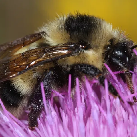 Cockerell’s bumble bee. (Photo by Greg Ballmer, UC Riverside)