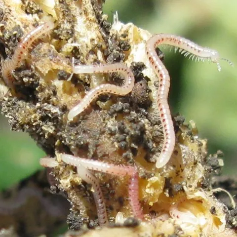 Zucchini roots damaged by SSM