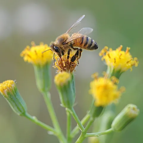 Italian honey bee on Senecio from the Asteraceae or daisy family. (Photo by Kathy Keatley Garvey)
