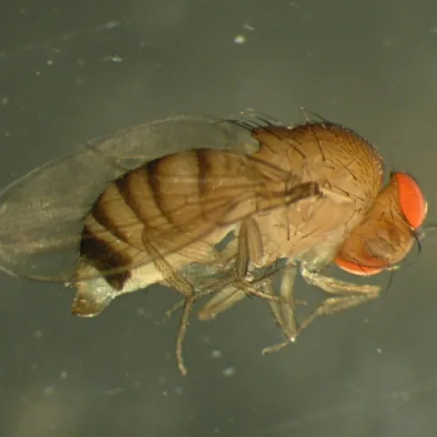 Adult female of Drosophila simulans
