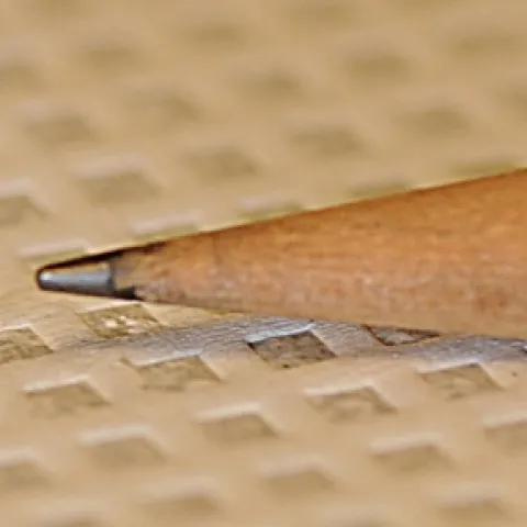 Immune system of the tiny Drosophila plays a big role in host defense. (Photo by Kathy Keatley Garvey)