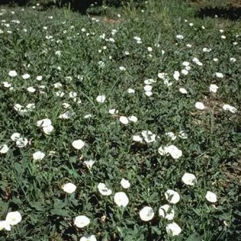 Organic weed control.