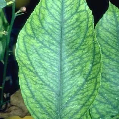 Iron deficiency of citrus