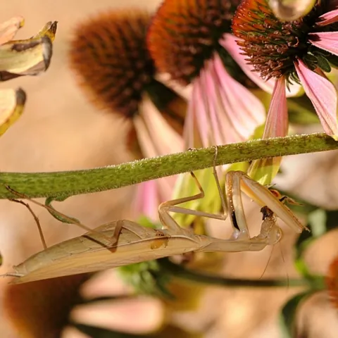 Camouflaged praying mantis having lunch. (Photo by Kathy Keatley Garvey)