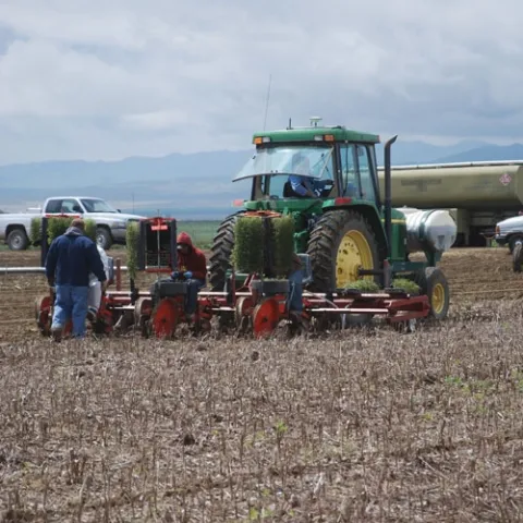 No-till transplanting the 2011 tomato crop at the University of California West Side Research and Extension Center.