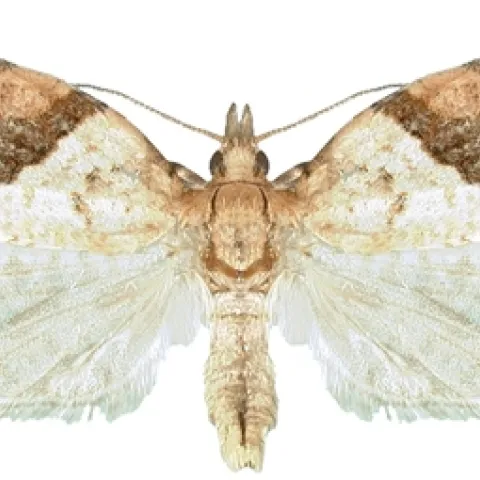 Light Brown Apple Moth-Male 2