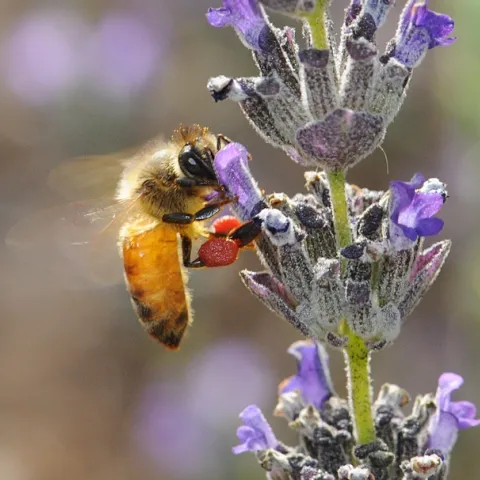 Pollen packin' honey bee (red pollen from rockpurslane) nectaring on lavender. (Photo by Kathy Keatley Garvey)