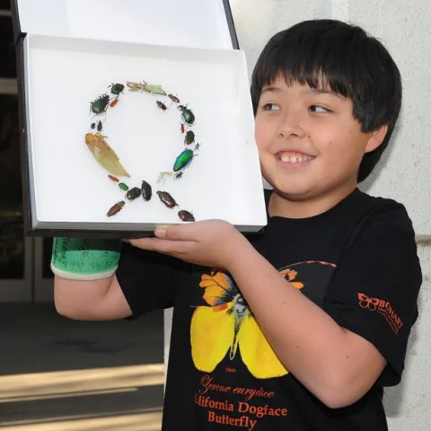 James Heydon, 10, of Davis, admires a “bug” wreath made by Tabatha Yang, education and outreach coordinator at the Bohart Museum of Entomology. (Photo by Kathy Keatley Garvey)