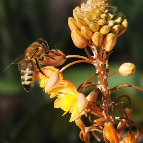 Honey bee takes a liking to a bulbine in mid-December in the Haagen-Dazs Honey Bee Haven. (Photo by Kathy Keatley Garvey)