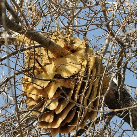 Feral honey bee colony in a Modesto ash tree in Vacaville is still going strong. On Sunday, it will enter its third year of existence. (Photo by Kathy Keatley Garvey)