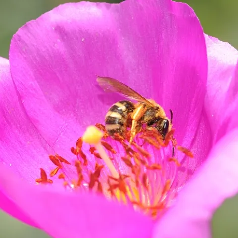 Female sweat bee in the genus Lasioglossum, on a rock purslane. (Photo by Kathy Keatley Garvey)