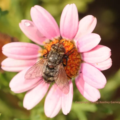Tachinid fly "in the pink." (Photo by Kathy Keatley Garvey)
