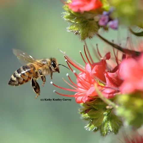 A honey bee heads toward a tower of jewels (Echium wildpretii). (Photo by Kathy Keatley Garvey)