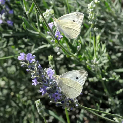 Two cabbage whites (Pieris rapae) on catmint in Vacaville, Calif., on Sept. 7, 2008. (Photo by Kathy Keatley Garvey)