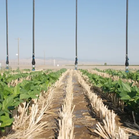 Conservation agriculture is gaining acceptance in many parts of the world as an alternative to both conventional and organic agriculture.