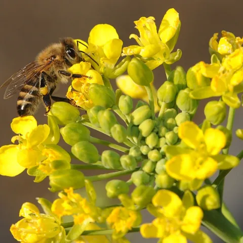 Honey bee foraging on a blooming bok choy. (Photo by Kathy Keatley Garvey)