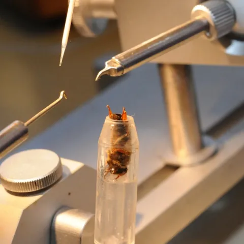 Queen bee insemination at the Harry H. Laidlaw Jr. Honey Bee Research Facility at UC Davis. (Photo by Kathy Keatley Garvey)